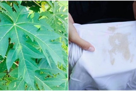 Stain Removal tips using Papaya Leaf