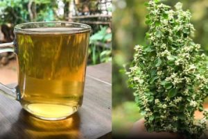 The Cherula plant (also known as Paruppu Keerai, Red Spiderling, or Boerhavia diffusa) is a powerful medicinal herb used in Ayurveda and Siddha medicine. It is rich in nutrients and offers numerous health benefits!