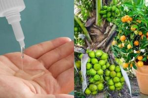 Best Fertilizers for Coconut & Mango Cultivation