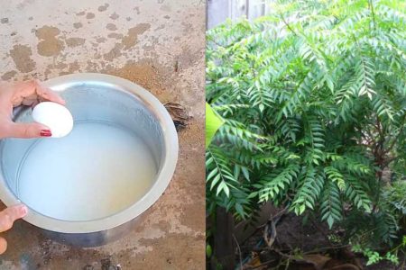 Curry Leaves Growing Tip Using Egg