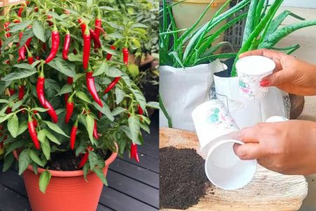 Easy Chilli Farming Using Paper Glass