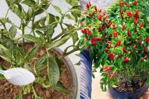 Easy Tips to Fix Leaf Curl in Chilli Plants