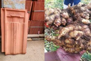 Easy Ginger Cultivation Tips Using Oodu (Clay Pot Pieces)