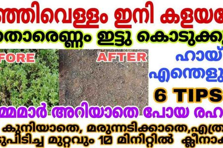 Easy Way to Remove Weeds Using Kanjivellam (Rice Starch Water)