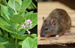 Easy Tips to Get Rid of Rats Naturally