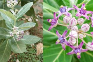 Erukku Plant (Calotropis) Benefits