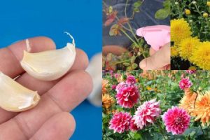 Homemade Insecticide Using Garlic