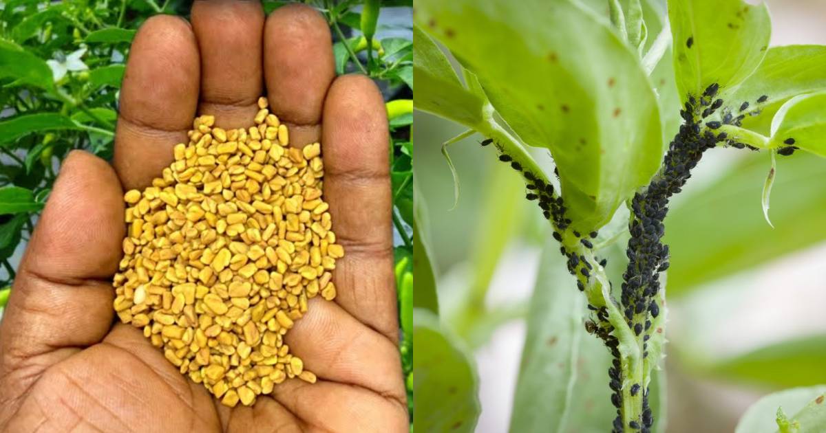 Keedashalyam Maran Using Uluva (Fenugreek) – A Natural Pest Remedy