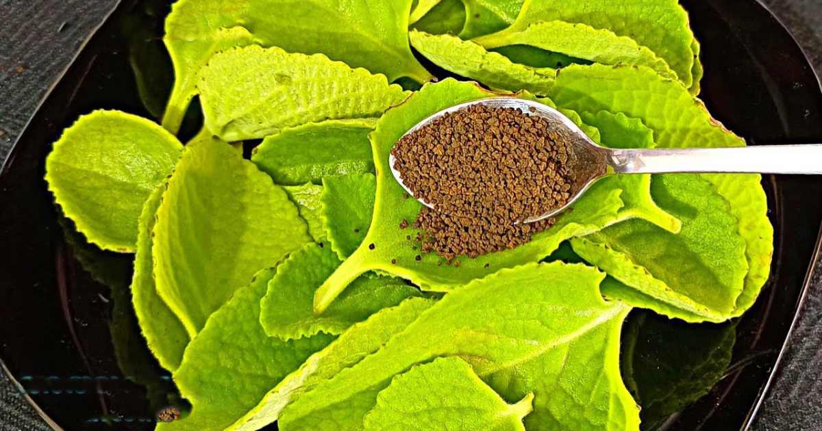 Panikoorka Chaya (Indian Borage Tea) – A Natural Herbal Remedy