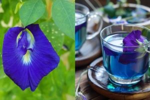 Shankupushpam Tea – Amazing Health Benefits