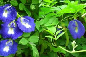 Shankupushpam Plant (Butterfly Pea) – Powerful Health Benefits