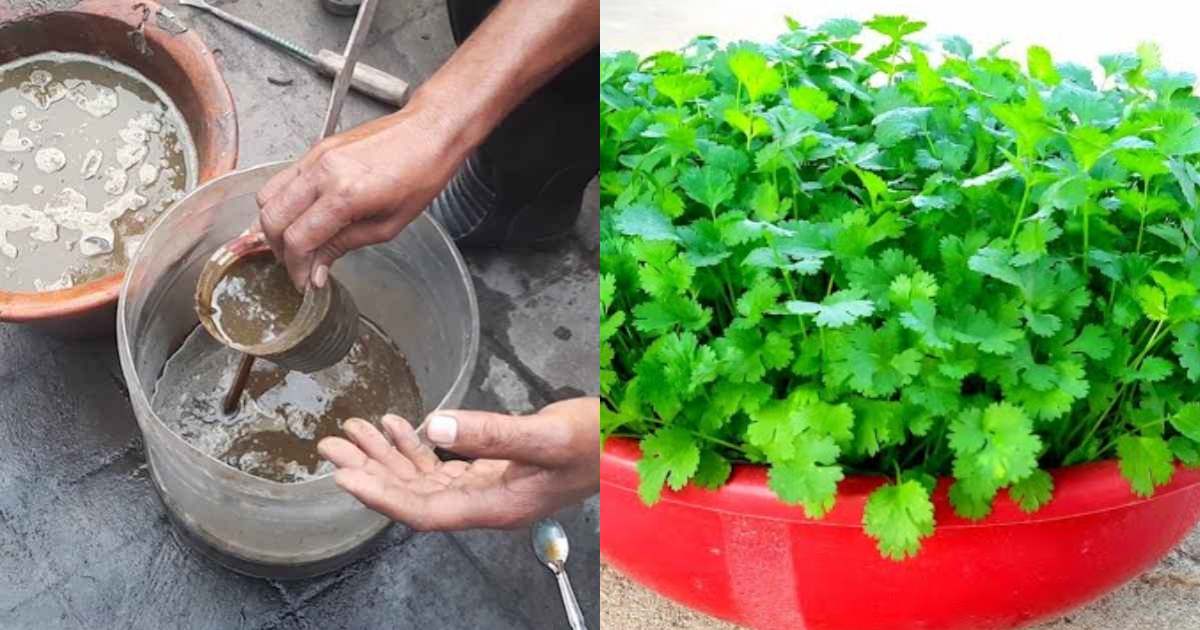 Easy Tip to Grow Coriander at Home