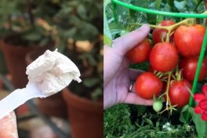 Tips for Growing Great Tomatoes