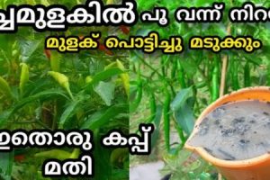 Top Chilli Cultivation Tips