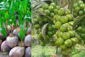 Gangabondam Coconut Tree Cultivation Tricks