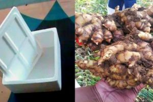 Why Use Thermocol Boxes for Inchi (Ginger) Krishi?
