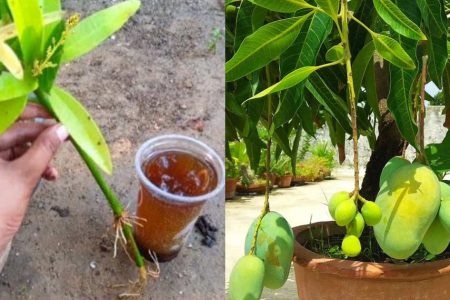 ഈ സൂത്രവിദ്യ ചെയ്താൽ മതി! ഇനി എത്ര ചെറിയ മാവും കുലകുത്തി കായ്ക്കും; ചട്ടിയിൽ മാവ് പൂക്കാനും കായ്ക്കാനും ഇങ്ങനെ ചെയ്യൂ!! | How to Grow a Mango Tree in a Pot