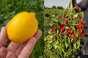 Pachamulaku Krishi Tips Using Lemon