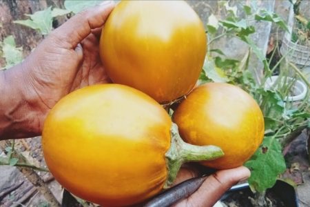 വിത്തെടുക്കുമ്പോൾ ശ്രദ്ധിക്കേണ്ട കുറച്ചു കാര്യങ്ങളുണ്ട്. ഇതറിഞ്ഞാൽ കായ്കൂ ഫലം കൂടും What is the best way to collect seeds