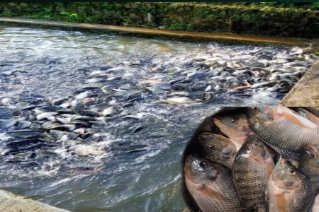 കുറഞ്ഞ സ്ഥലത്ത് കൂടുതൽ മത്സ്യകൃഷി ചെയ്യാം  Fish farming