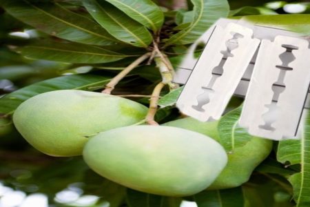 ഒരു ബ്ലേഡ് മാത്രം മതി മാവ് നിറയെ മാങ്ങയുണ്ടാകും mango grafting
