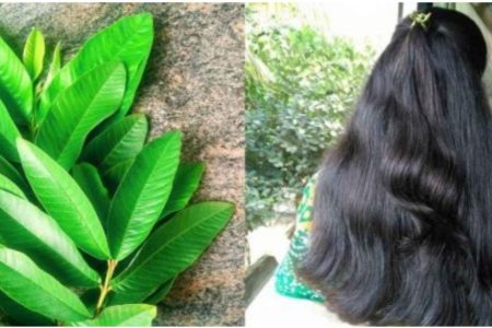 മുടി കൊഴിച്ചിൽ മാറ്റി മുടി തഴച്ചു വളരാൻ പേരയില ഇങ്ങനെ ചെയ്തു നോക്കൂ.!! ഒറ്റ ആഴ്ച കൊണ്ട് മുടി സമൃദ്ധമായി മുടിവളരും.!! Guava leaf for hair care