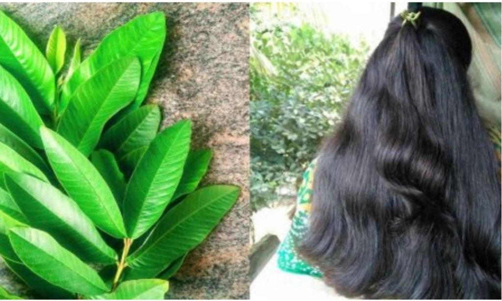 Guava leaf for hair care