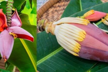 പുതിയ ട്രിക്ക് അറിയാതെ പോകല്ലേ; 2 മിനിറ്റിനുള്ളിൽ മുഴുവൻ വാഴപൂവും വാഴകൂമ്പും വൃത്തിയാക്കാൻ ഈ കിടിലൻ ട്രിക്ക് പ്രയോഗിക്കാം.!! Easy Banana Flower Cleaning Tips
