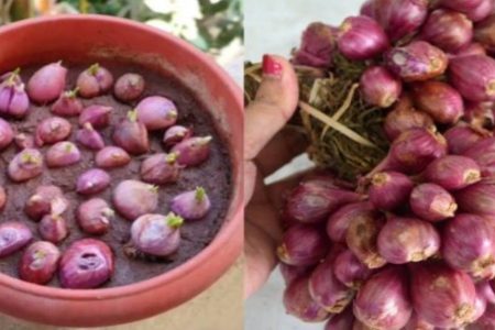 വീട്ടിൽ ഉള്ളി കൃഷി ഇങ്ങനെ ചെയ്യൂ! ഇനി ഉള്ളി പറിച്ചു മടുക്കും; ഒരു ചെറിയ കഷ്ണം ഉള്ളിയിൽ നിന്നും കിലോക്കണക്കിന് ഉള്ളി പറിക്കാം!! |  Easy Ulli Krishi Tips (Onion Farming)