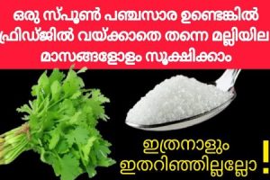 Best Way to Store Coriander Leaves Fresh for Long