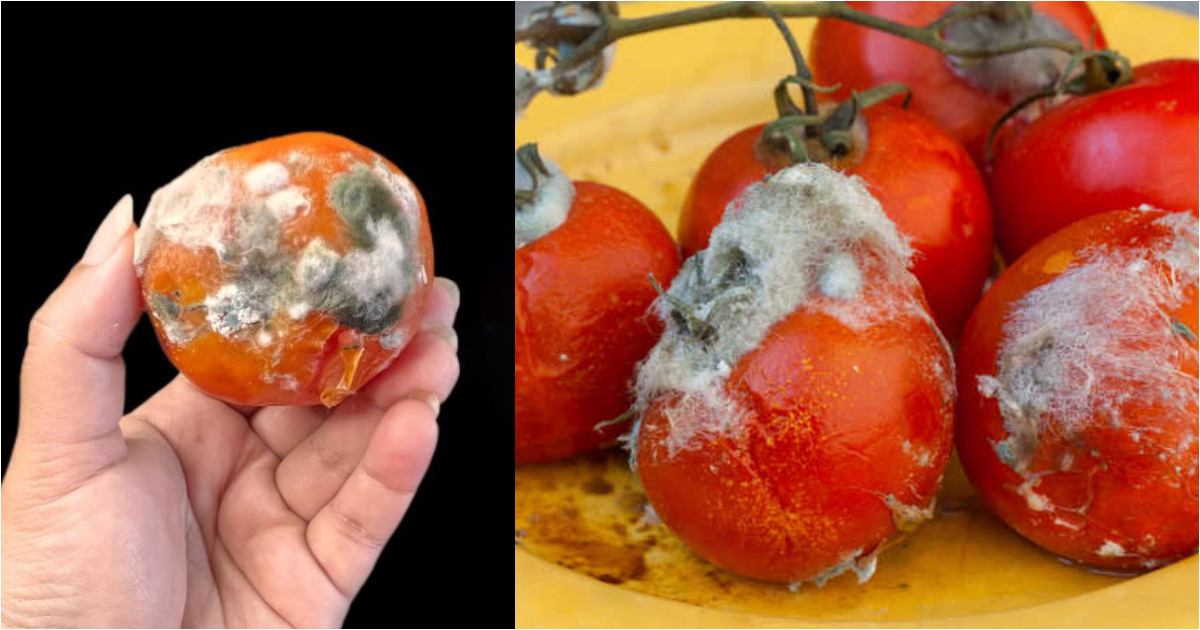 Tip To Reuse Tomato try it