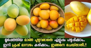Natural Ways to Control Mango Tree Insects