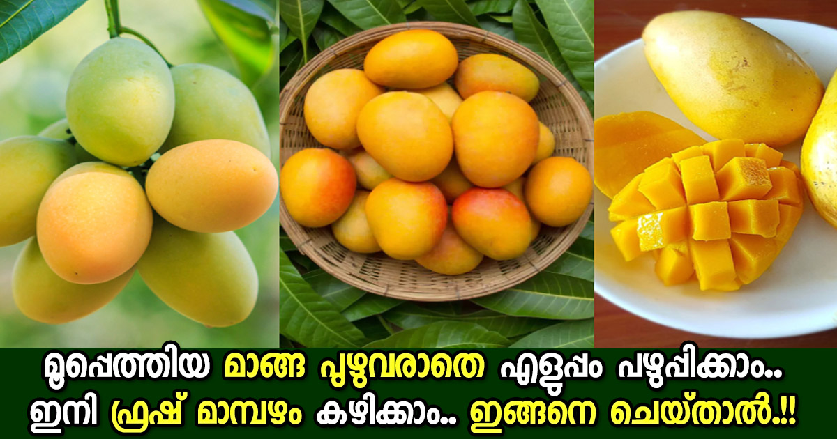Natural Ways to Control Mango Tree Insects