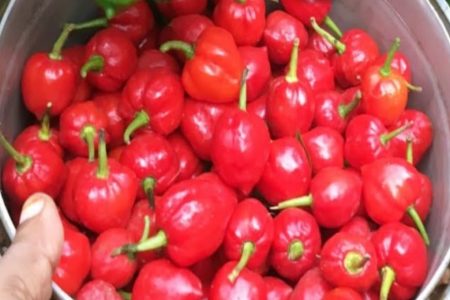 കൃഷിത്തോട്ടം തഴച്ചു വളരാൻ ഇങ്ങനെ ചെയ്യൂ Chilli Farming: Step-by-Step Guide