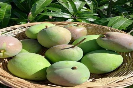 ഏത് പൂക്കാത്ത മാവും എളുപ്പത്തിൽ പൂക്കാൻ.  Which non-flowering mango tree can bloom easily?