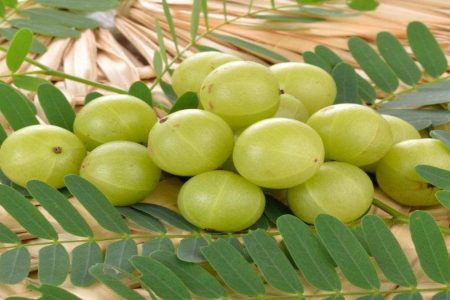 ആറുമാസം കൊണ്ട് നെല്ലി കായ്ക്കും. ഇതുമാത്രം ചെയ്താൽ മതി. Gooseberry in home garden