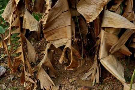 വാഴയില ഒന്നുപോലും കളയരുത് ചട്ടി നിറയെ പൂക്കളും കായ്കളും ഉണ്ടാകാൻ ഇതുമാത്രം മതി mulching with dried plantain