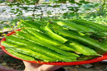 ഒരു ബക്കറ്റ് മാത്രം മതി ചതുരപ്പയർ അടുക്കടുക്കായി വള്ളിയിൽ നിറയാൻ.  Winged bean cultivation tips and tricks