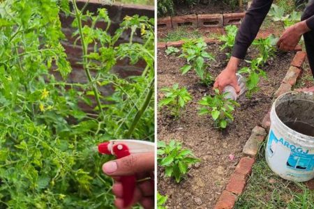 ഒരൊറ്റ സ്പ്രേ മതി വെള്ളീച്ചകൾ കരിഞ്ഞു വീഴും chilli plant care and home made fertilizer