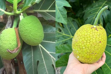 Top Health Benefits of Breadfruit