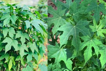 Medicinal Benefits of Chayamansa (Chaya) Plant