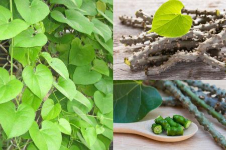 Chittamruthu for Diabetes – Benefits and Usage
