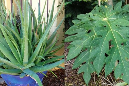 How to Use Papaya Leaf in Aloe Vera Cultivation