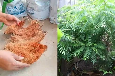 Curry Leaves Cultivation Guide