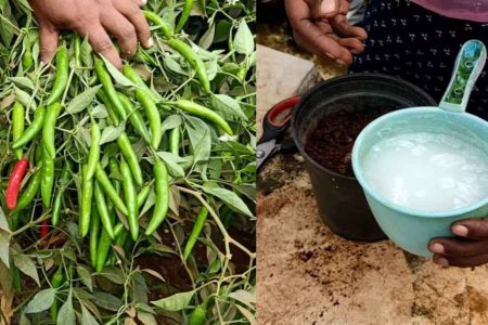 Easy Tips for Green Chilli Cultivation