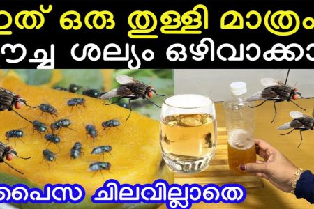 Easy Trick to Get Rid of Houseflies Naturally