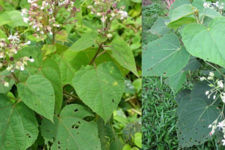Health Benefits of Peringalam Plant