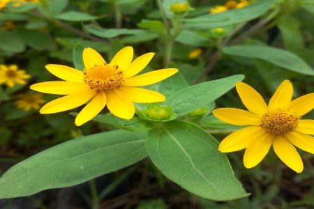 കമ്മൽ ചെടി ഇതിന്റെ ഗുണങ്ങൾ ചെറുതല്ല kammal plant for tooth pain