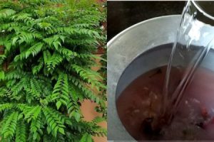 Curry Leaves Planting Tip Using Rice Water