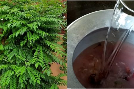 Curry Leaves Planting Tip Using Rice Water
